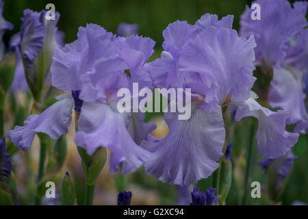 Des fleurs d'iris colorées et luxuriantes se cloisonnent Banque D'Images