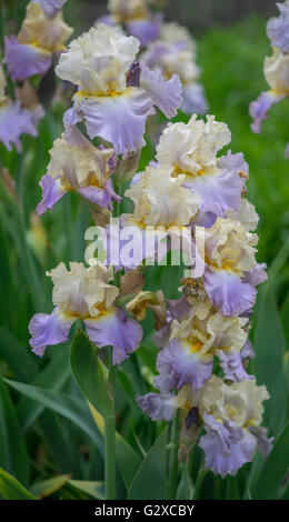 Des fleurs d'iris colorées et luxuriantes se cloisonnent Banque D'Images