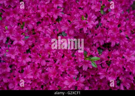Azalea rhododendron mauve luxuriant blossom close up Banque D'Images