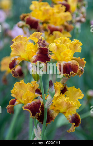 Des fleurs d'iris colorées et luxuriantes se cloisonnent Banque D'Images