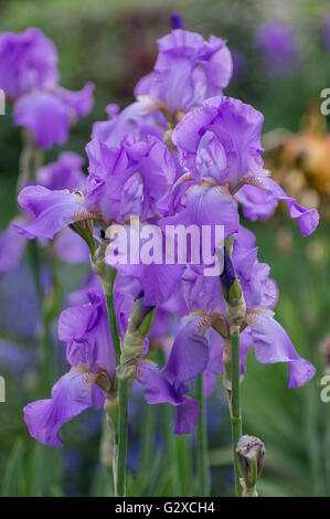 Des fleurs d'iris colorées et luxuriantes se cloisonnent Banque D'Images