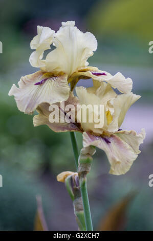 Des fleurs d'iris colorées et luxuriantes se cloisonnent Banque D'Images