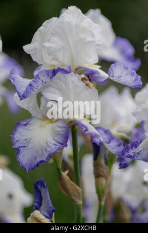 Des fleurs d'iris colorées et luxuriantes se cloisonnent Banque D'Images