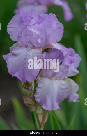 Des fleurs d'iris colorées et luxuriantes se cloisonnent Banque D'Images