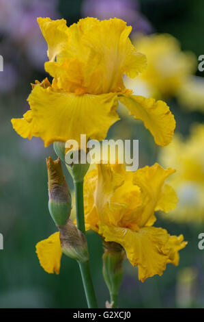 Des fleurs d'iris colorées et luxuriantes se cloisonnent Banque D'Images