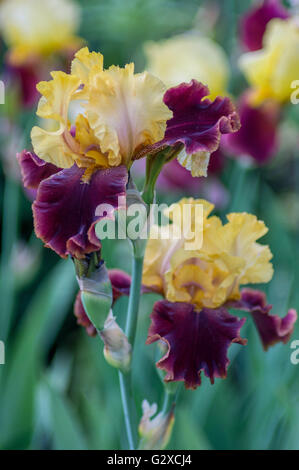 Des fleurs d'iris colorées et luxuriantes se cloisonnent Banque D'Images