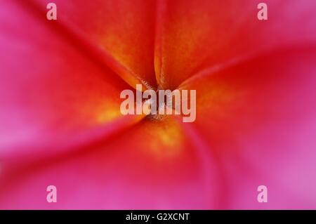 Close up of red plumeria flower Banque D'Images