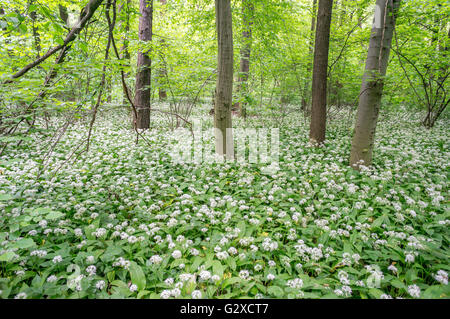 L'ail sauvage floraison Alium ursinum de masse dans le sous-bois de la forêt mai Banque D'Images