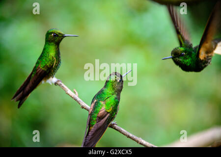 Les oiseaux dans la vallée de Cocora près de Santa Marta en Colombie Banque D'Images