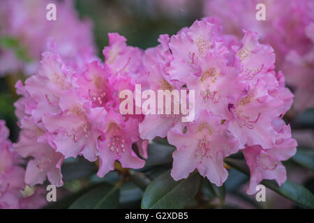 Fleur rhododendron rose luxuriant close up Banque D'Images