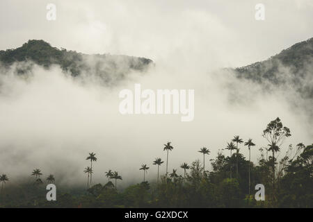 Collines et de grands palmiers dans la vallée de Cocora près de Salento, Colombie Banque D'Images