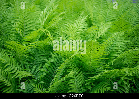 La fougère mâle Dryopteris filix mas en herbe feuilles vert frais Banque D'Images