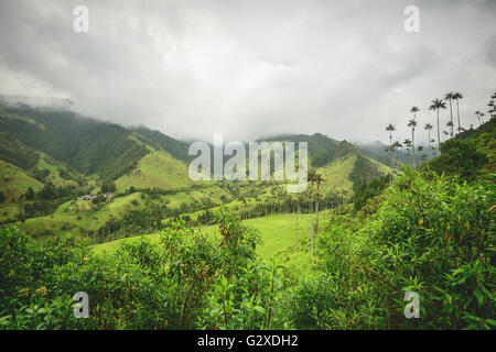 Collines et de grands palmiers dans la vallée de Cocora près de Salento, Colombie Banque D'Images