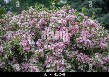 Weigela florida variegata bush luxuriant en pleine floraison Banque D'Images