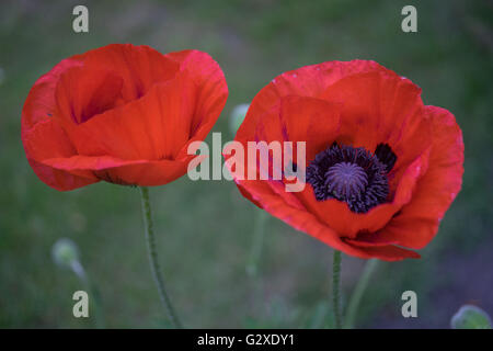 Deux fleurs de pavot rouge close up Papaver somniferum Banque D'Images