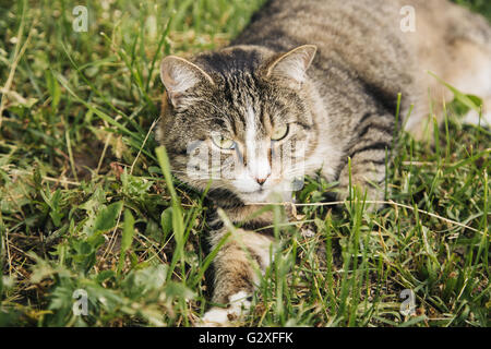 Beau chat gris couché dans l'herbe outdoor Banque D'Images