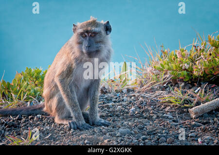 Flores, volcan Kelimutu, le macaque sitting Banque D'Images