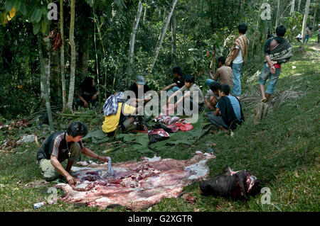 Toraja de Sulawesi, cérémonie funéraire, villageois hommes couper la viande de taureau sacrifié Banque D'Images