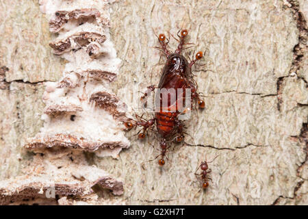 À taille de la colonne vertébrale (Fourmi Aphaenogaster tennesseensis) des travailleurs portent des charognards, une espèce de chrysalide, à leur nid dans le tronc d'arbres morts. Banque D'Images