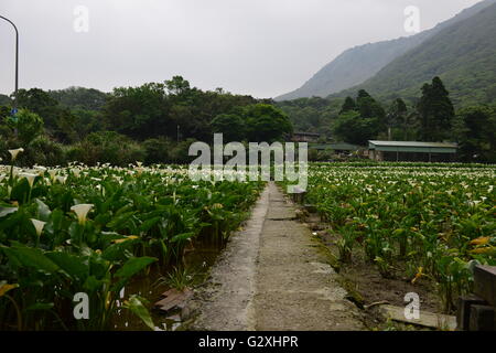 Calla Banque D'Images