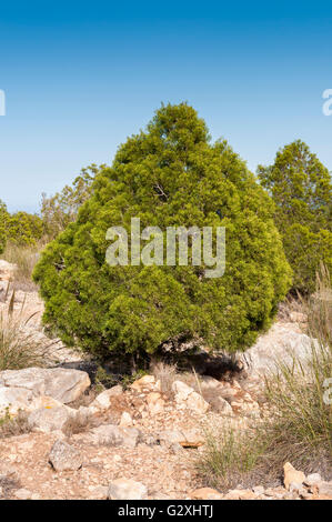 Spécimen de genévrier phénicien, Juniperus phoenicea. C'est un genévrier trouvés dans la région méditerranéenne Banque D'Images