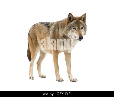 Jeune loup regardant sa prière. Isolé sur blanc. Banque D'Images