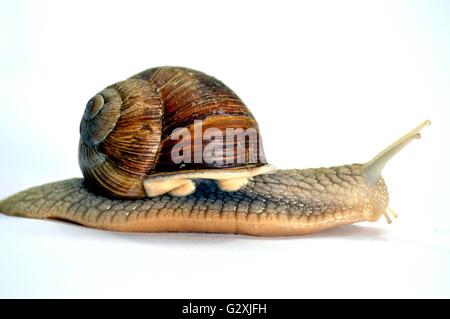 La course de l'escargot des grands gris sur blanc Banque D'Images