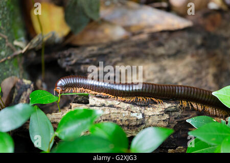 Un mille-pattes géant Seychelles dans la forêt de La Digue Banque D'Images