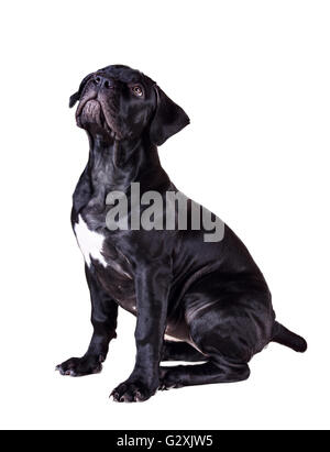 L'Afrique de l'chien Boerboel isolé sur fond blanc Banque D'Images
