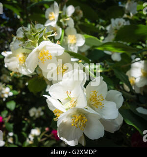 Belles fleurs blanches de Philadelphus coronarius sur une branche Banque D'Images