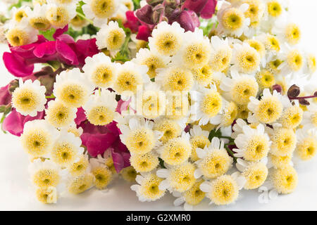 Les petites marguerites libre sur un fond blanc. Banque D'Images