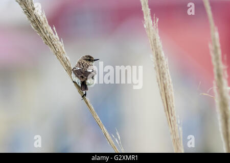 Stonechat (Saxicola torquata). La Russie, Sotchi (Adler). Banque D'Images