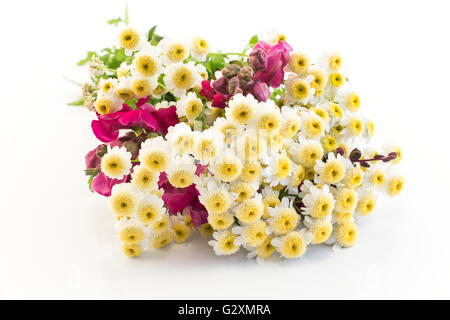 Les petites marguerites isolé sur blanc. Banque D'Images