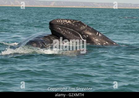 Veau de la baleine grise déplace sa mère dans l'océan Pacifique au large de la Basse-Californie, au Mexique. Banque D'Images