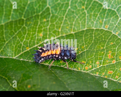 Macro. Coccinelle, coccinelle larve. Harmonia axyridis. Banque D'Images