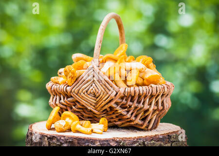 Les chanterelles dans panier en osier vert sur fond de forêt Banque D'Images