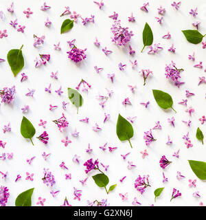 Modèle floral lilas frais de fleurs et feuilles sur blanc. télévision lay, vue d'en haut. Banque D'Images
