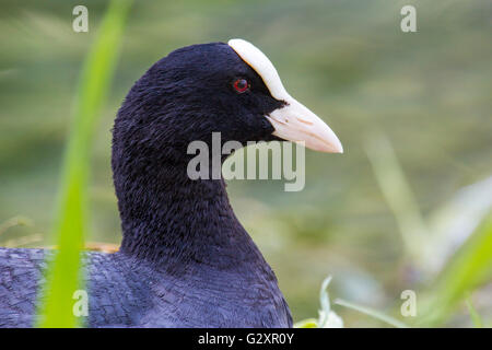 Portrait d'une foulque macroule, Fulica atra, avec libre de la tête. Cet oiseau est en grande partie noir sauf pour le visage blanc shie Banque D'Images