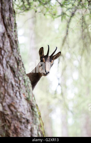 Un Chamois Rupicapra, spp, partiellement caché derrière le tronc d'un arbre Banque D'Images