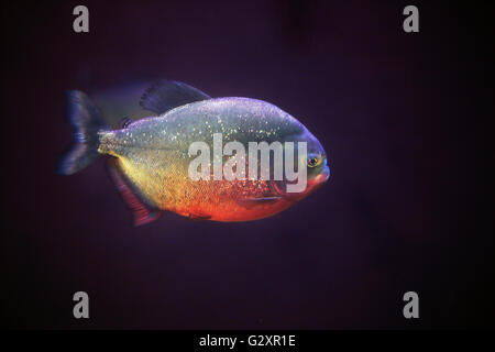 Un piranha natation le long de dans l'obscurité. Piranhas ont une réputation de féroces prédateurs qui chassent leurs proies dans les écoles. Banque D'Images