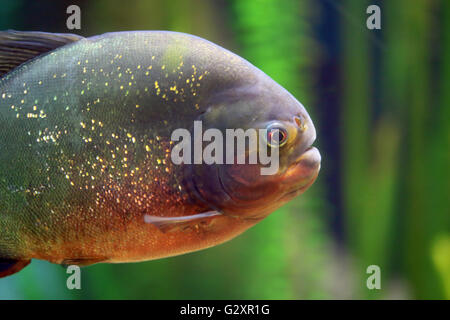 Libre de natation piranha seul. Généralement ces poissons chassent leurs proies dans les écoles. Banque D'Images