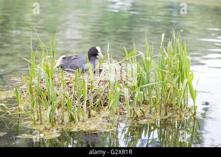 Une foulque macroule, Fulica atra, est d'œufs à couver dans le nid. Cette espèce construit un nid de roseaux morts ou les herbes à proximité du wa Banque D'Images