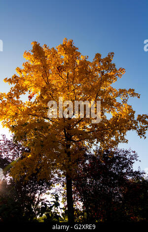 Arbres en automne avec des tons jaune et bleu ciel Banque D'Images