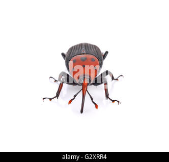 Rhynchophorus ferrugineus sur fond blanc Banque D'Images