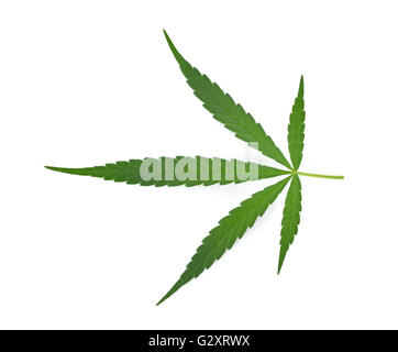 Feuilles de marijuana sur fond blanc Banque D'Images