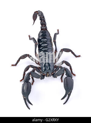 Scorpion empereur sur fond blanc Banque D'Images