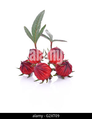 Hibiscus sabdariffa roselle ou fruits sur fond blanc Banque D'Images