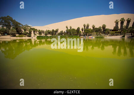 Oasis entourée de dunes de sable près d'Ica Pérou Banque D'Images