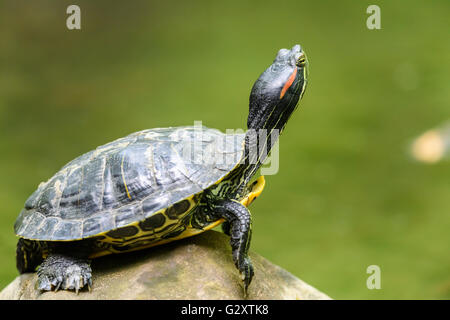 Tortue de chauffage dans le soleil sur la roche dans l'eau du lac Banque D'Images