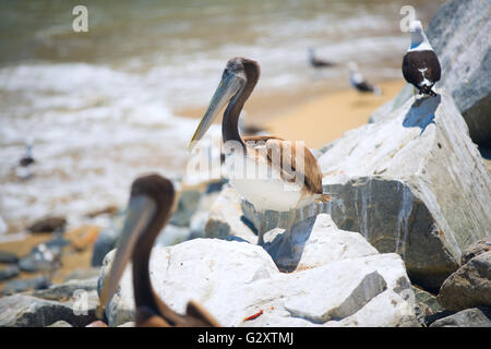 Oiseau pelican . vivant sur l'océan. Nord Banque D'Images